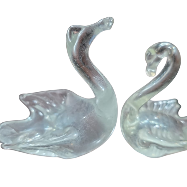 Casal de cisnes em Murano