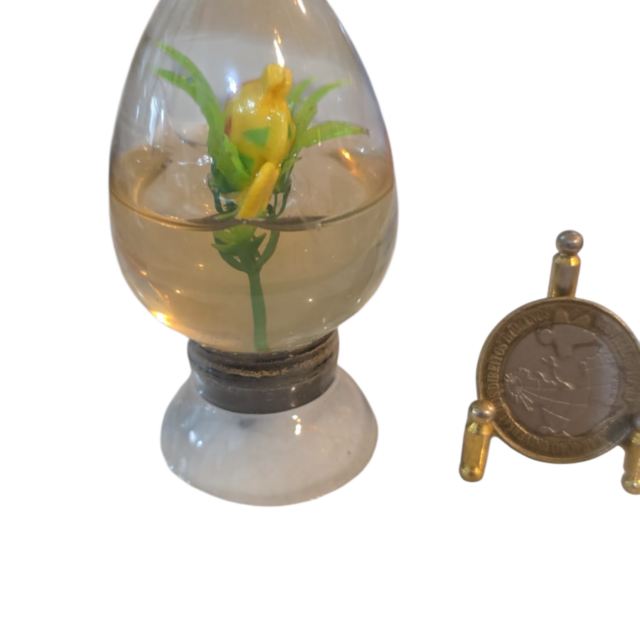 Ovo de vidro com líquido dentro, planta e peixe