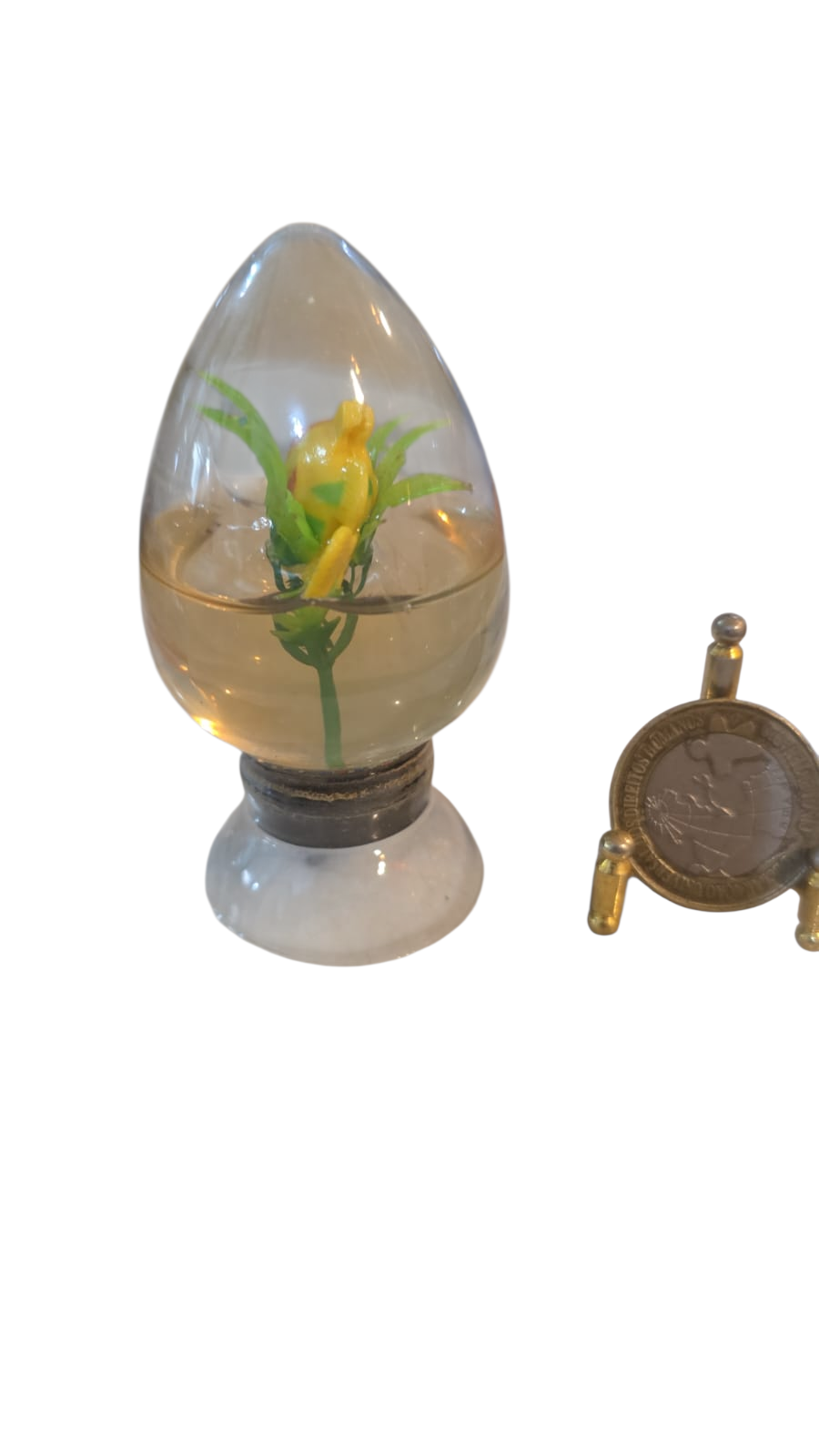 Ovo de vidro com líquido dentro, planta e peixe