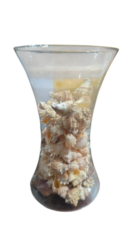Vaso de vidro com coleção de conchas naturais