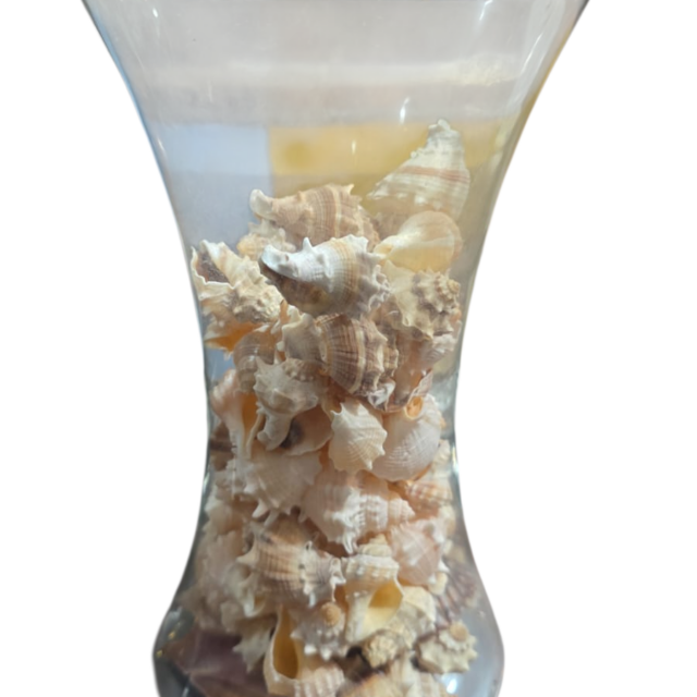 Vaso de vidro com coleção de conchas naturais