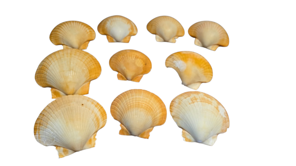 Conchas naturais de servir casquinha de siri