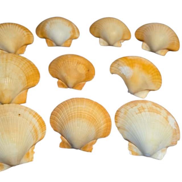 Conchas naturais de servir casquinha de siri