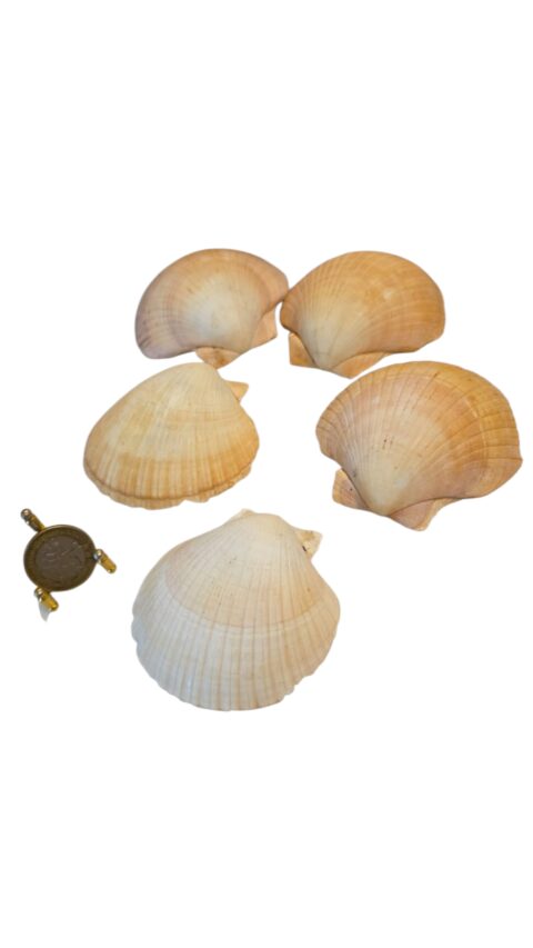 Lote de conchas naturais para servir casquinha de siri