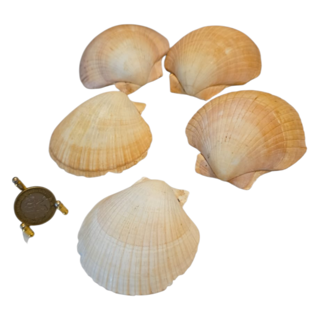 Lote de conchas naturais para servir casquinha de siri
