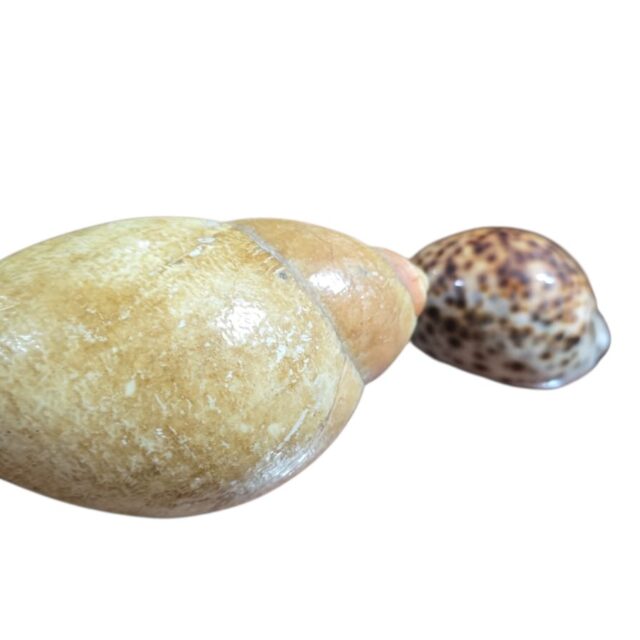 Par de conchas marítimas