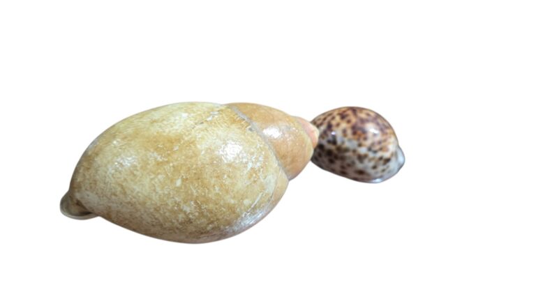 Par de conchas marítimas