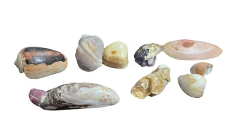 Lote de conchas naturais