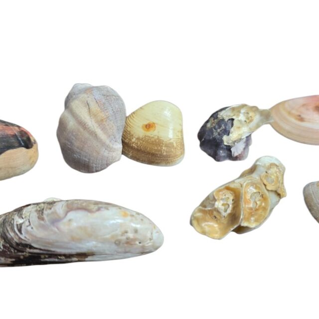 Lote de conchas naturais