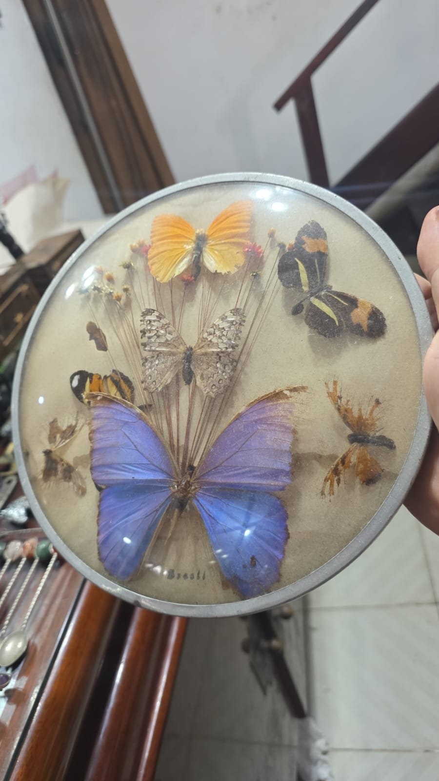 Antigo quadro com borboletas e outros elementos orgânicos, vidro bombé - Imagem 2