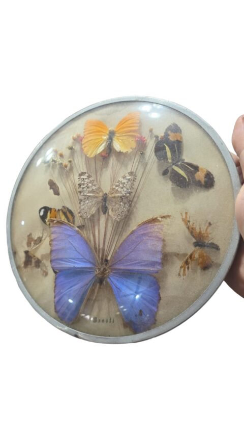 Antigo quadro com borboletas e outros elementos orgânicos, vidro bombé