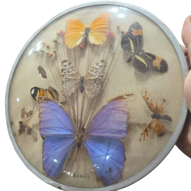 Antigo quadro com borboletas e outros elementos orgânicos, vidro bombé