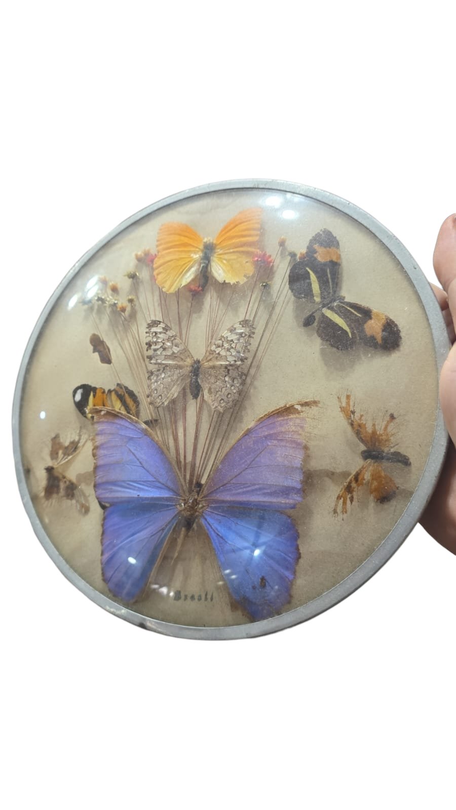 Antigo quadro com borboletas e outros elementos orgânicos, vidro bombé